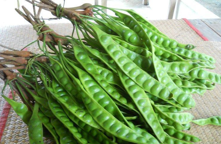 Đậu sa tor có màu xanh lá, bề ngoài nhẵn bóng rất bắt mắt. Khi mới nhìn vào, bạn sẽ bị cuốn hút ngay bởi màu sắc tươi sáng của nó.