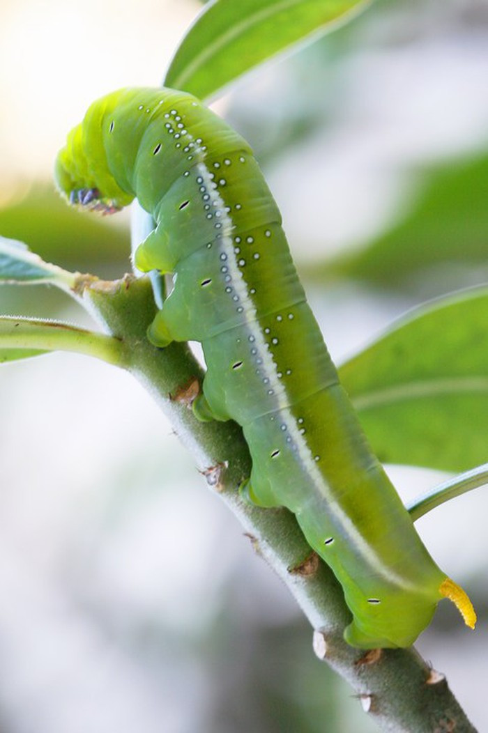 Sâu khoai: Trong số các món nhậu từ sâu, sâu khoai cũng là “mồi nhậu” khoái khẩu của cánh đàn ông. Bề ngoài sâu khoai có thể sẽ khiến bạn “khiếp đảm” vì nó vừa to vừa mềm nhũn, lại xanh nhũn.