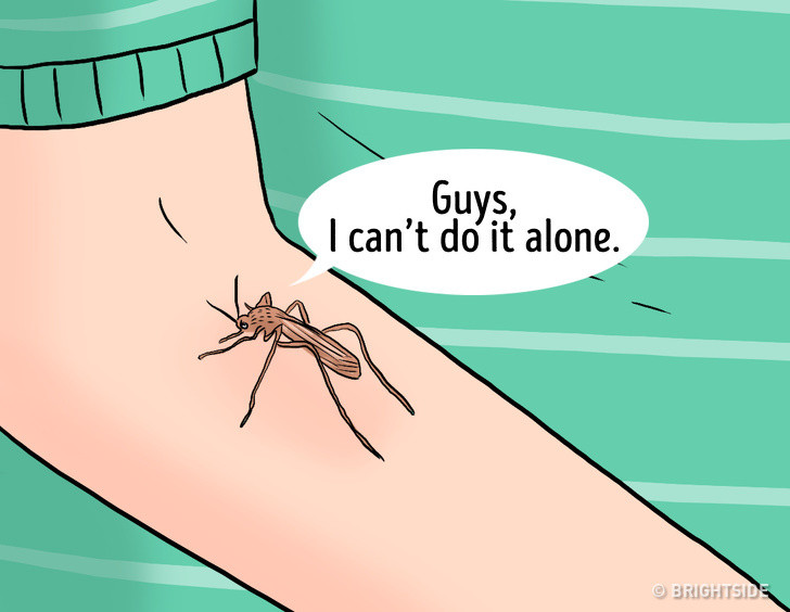 Máu của một người đủ để một triệu con muỗi hút: Cơ thể một người đủ để cho 1,2 - 1,8 triệu con muỗi hút máu, tùy thuộc chiều cao, cân nặng của đối tượng cũng như mức độ đói của muỗi.