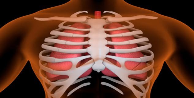 Con người có thể có xương sườn thừa: Cứ 200 người thì có một người sinh ra với một xương sườn thừa. Các chuyên gia y tế gọi đây là xương sườn cổ tử cung. Nó nằm phía trên xương đòn và hầu như không bao giờ gây phiền toái.