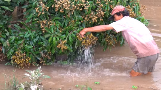 Vo de vi dat cong au, cuoc song nguoi dan cu lao bi dao lon
