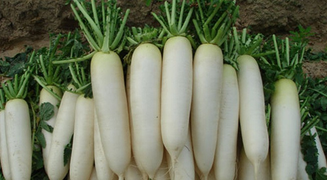 Món củ cải: củ cải 100g, thái lát, nước mía 2 ly sắc còn 1 ly uống 2 - 3 lần.