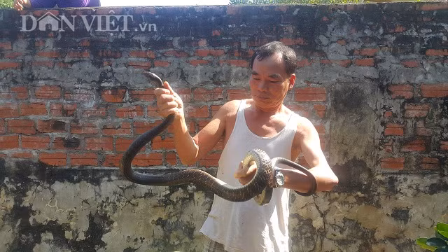 Tha dan ran dai ngoang trong vuon, khi muon bat duoi nhu duoi ga