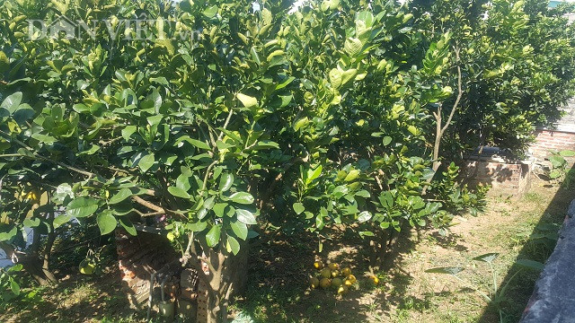 Tha dan ran dai ngoang trong vuon, khi muon bat duoi nhu duoi ga-Hinh-2