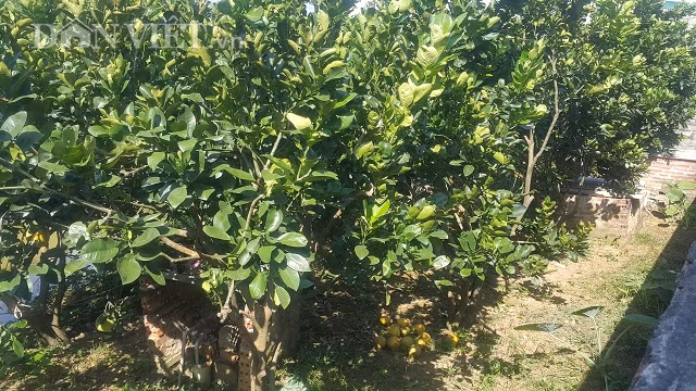 Tha dan ran dai ngoang trong vuon, khi muon bat duoi nhu duoi ga-Hinh-2