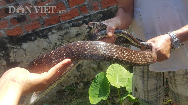 Tha dan ran dai ngoang trong vuon, khi muon bat duoi nhu duoi ga-Hinh-3