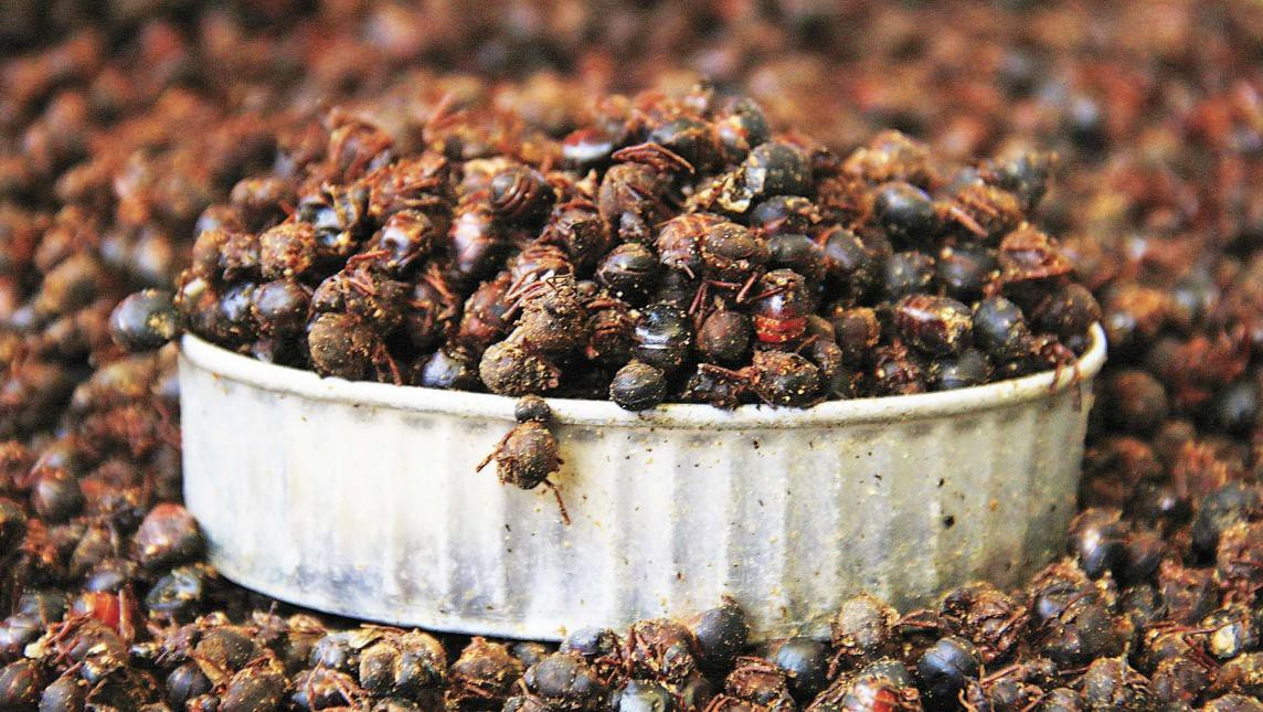Khi bình minh chưa ló rạng, các hộ gia đình trên khắp bang Oaxaca bắt đầu bắt loài kiến này để chế biến thành một món ăn tinh tế nổi tiếng toàn vùng.