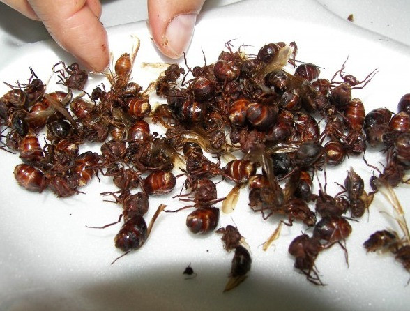 Ăn côn trùng đã phổ biến ở Mexico từ rất lâu. Những con kiến này rất được ưa chuộng vì chúng giàu hương vị và có hàm lượng protein cao.