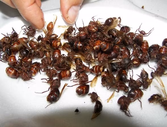 Ăn côn trùng đã phổ biến ở Mexico từ rất lâu. Những con kiến này rất được ưa chuộng vì chúng giàu hương vị và có hàm lượng protein cao.