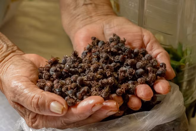 Loại kiến này có thể chế biến thành nhiều món ngon như đem rang lên ăn kèm bánh mì ngô dày, cho thêm đậu và bơ lên trên hoặc dùng kiến làm thành một loại sốt.