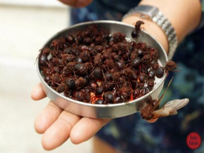 Lượng protein dồi dào tương đương với thịt bò nên người dân Oaxaca rất hào hứng với món quà từ thiên nhiên này và xem chúng như một "cao lương mỹ vị".