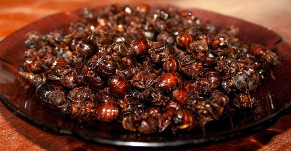 Vào sáng sớm, bầu trời kín đặc loài côn trùng màu nâu đỏ có thân hình khá to và đôi cánh trong suốt. Chúng vỗ cánh hối hả bay vèo vèo trong không khí.