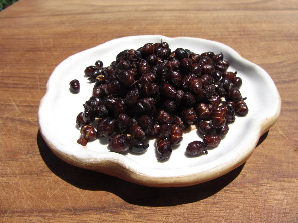 Hiện nay, kiến chicatanas được bán với giá rất cao ở các nhà hàng, quán ăn sang trọng.