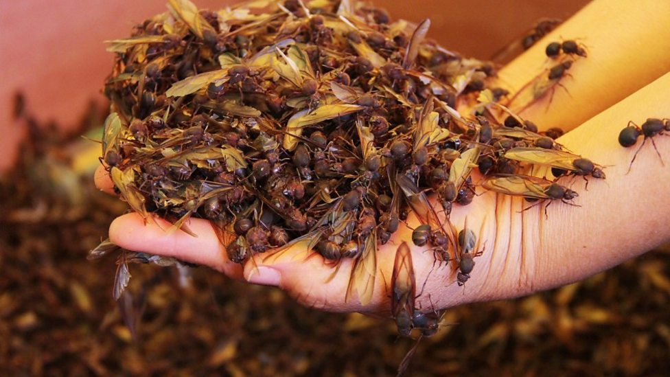 Mỗi dịp xuân về, người dân ở thành phố Oaxaca (bang Oaxaca, Mexico) lại chờ đợi sự xuất hiện của loài kiến chicatanas để chế biến thành món ăn từ kiến thuộc hàng cao lương mỹ vị trong các nhà hàng cao cấp nức danh trên toàn khu vực.