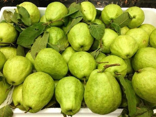 Ổi Bo: Để nếm được vị ổi Bo gốc có lẽ sẽ mất một chút thời gian để tìm kiếm bởi ngày nay số lượng người trồng ổi này đã giảm đi nhiều. Ổi Bo quả nhỏ, vỏ giòn đủ vị chát chua ngọt dịu, hạt ít, có mùi thơm rất quyến rũ. Ảnh: Internet.