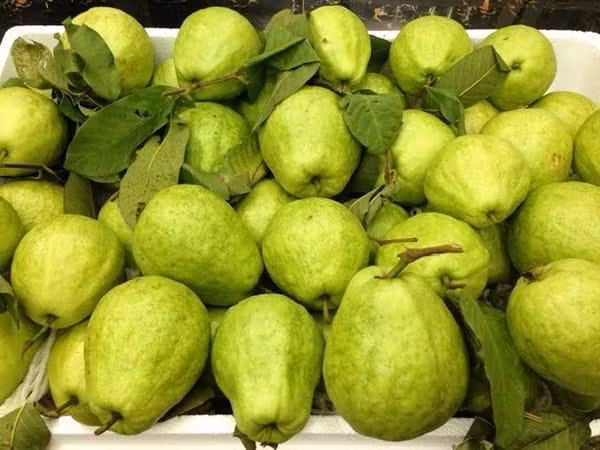 Ổi Bo: Để nếm được vị ổi Bo gốc có lẽ sẽ mất một chút thời gian để tìm kiếm bởi ngày nay số lượng người trồng ổi này đã giảm đi nhiều. Ổi Bo quả nhỏ, vỏ giòn đủ vị chát chua ngọt dịu, hạt ít, có mùi thơm rất quyến rũ. Ảnh: Internet.