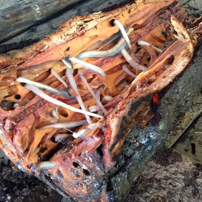 Tamilok là một trong những đặc sản kinh dị của Philippines, nhìn thì sợ nhưng có giá trị dinh dưỡng cao, giàu sắt, canxi, kẽm, vitamin A và B12. Tuy có thể chiên giòn để ăn nhưng người ta thường ăn sống Tamilok.