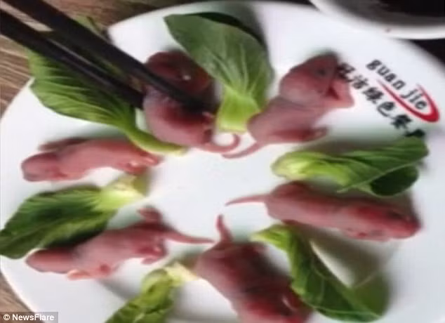 Nguyên liệu chính của món ăn kinh dị này là những chú chuột con mới sinh. Những con chuột non này trước đó được cho ăn mật ong để thịt chúng trở nên ngọt, sau đó để sống nguyên ngoe nguẩy trên đĩa.