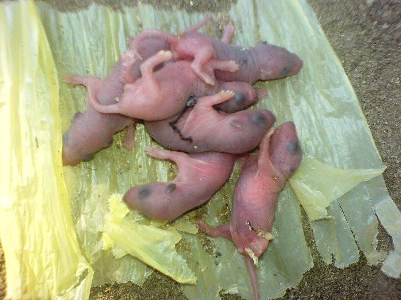 Sở dĩ món ăn này còn có tên là "3 tiếng thét" bởi vì người ta cho rằng khi dùng đũa chạm vào những con chuột để gắp chúng lên, chúng sẽ vì hoảng sợ và "thét" lên tiếng thứ nhất. Khi bị nhúng vào bát nước sốt, chúng sẽ "thét" lên tiếng thứ 2.