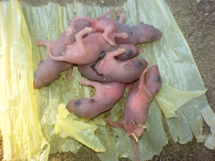 Sở dĩ món ăn này còn có tên là "3 tiếng thét" bởi vì người ta cho rằng khi dùng đũa chạm vào những con chuột để gắp chúng lên, chúng sẽ vì hoảng sợ và "thét" lên tiếng thứ nhất. Khi bị nhúng vào bát nước sốt, chúng sẽ "thét" lên tiếng thứ 2.