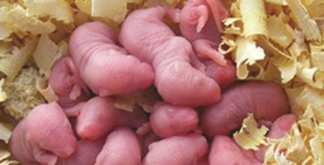 Và tiếng "thét" cuối cùng, thể hiện sự hoảng sợ tột cùng của chú chuột non vừa mới chào đời là khi chúng được đặt vào miệng người ăn. Sau tiếng thét này, hẳn chú chuột sẽ không còn cảm nhận được gì nữa, nhưng người ăn thì hết sức hài lòng với độ ngon ngọt của món ăn.