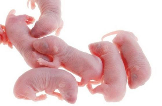 Để chuẩn bị cho các bữa tiệc tiếp khách quý trong cung, những con chuột béo khỏe nhất ở vùng này sẽ được lựa chọn mang về nuôi bằng ngũ cốc trộn sâm, nhung và nhiều vị thuốc quý khác.