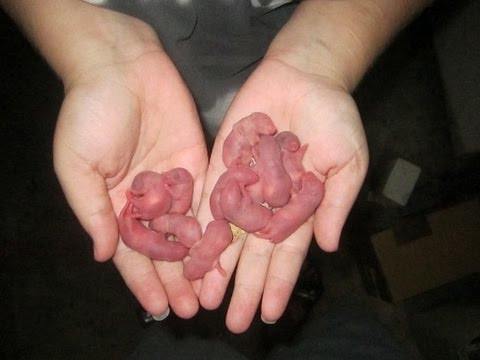 Món chuột bao tử sống hay còn gọi là San Zhi Er của Trung Quốc được đánh giá là món ăn kinh dị và tàn bạo nhất trong số những món ăn trên thế giới.