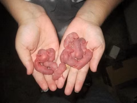 Món chuột bao tử sống hay còn gọi là San Zhi Er của Trung Quốc được đánh giá là món ăn kinh dị và tàn bạo nhất trong số những món ăn trên thế giới.