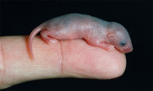 Ngoài món chuột bao tử sống, ở nhiều vùng của Trung Quốc, chuột bao tử còn được chế biến thành các món ăn khác như: lẩu chuột bao tử hay rượu ngâm chuột bao tử… Nhiều người quan niệm, ăn món này sẽ giúp “bổ thận, tráng dương” và tăng cường khả năng sinh lý.