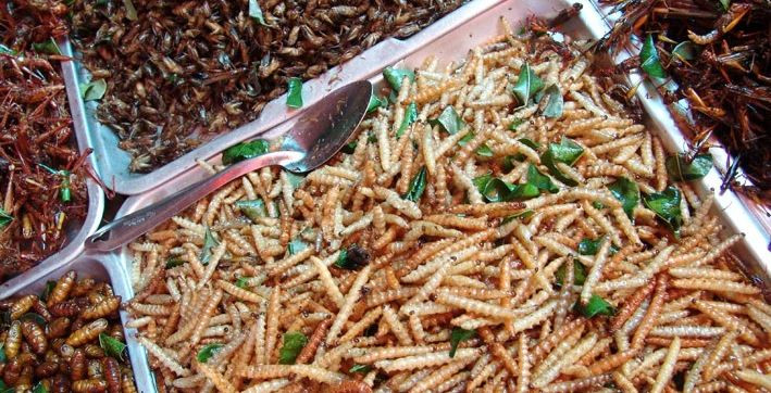 Mối chiên: Nổi tiếng ở khu vực nông thôn, những người đã thử nó nói rằng mối ăn giống như cà rốt. Chúng là một nguồn protein tuyệt vời và người dân Nam Phi có thể ăn sống hoặc rang hay chiên trong dầu.