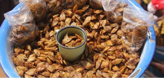 Bọ xít: Dù có mùi hôi khủng khiếp trong khi còn sống nhưng bọ xít khi nấu chín lại trở thành đồ ăn nhẹ ở các vùng nông thôn ở Nam Phi. Bọ xít sau khi bắt về bị vặt đầu và vắt kiệt trước khi được nấu chín và phơi khô.