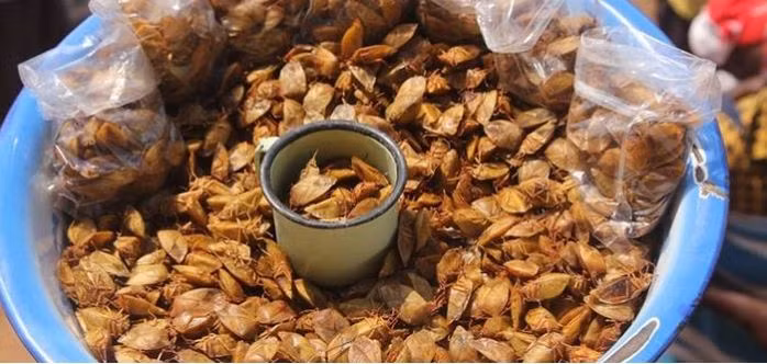 Bọ xít: Dù có mùi hôi khủng khiếp trong khi còn sống nhưng bọ xít khi nấu chín lại trở thành đồ ăn nhẹ ở các vùng nông thôn ở Nam Phi. Bọ xít sau khi bắt về bị vặt đầu và vắt kiệt trước khi được nấu chín và phơi khô.