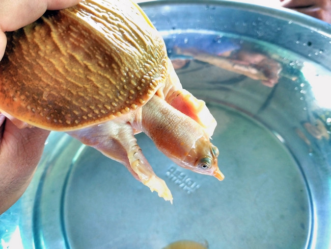 Cua đinh vàng lớn nhanh, sau 9 tháng nuôi, con cua đinh đực nặng 150g, còn con cái nặng 100g.