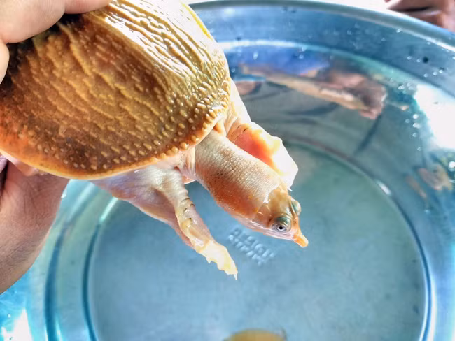 Cua đinh vàng lớn nhanh, sau 9 tháng nuôi, con cua đinh đực nặng 150g, còn con cái nặng 100g.