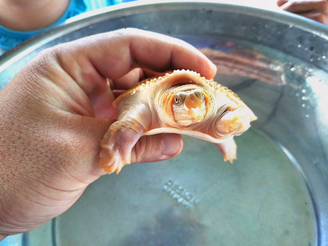 Phần đầu và chân có màu vàng nhạt.