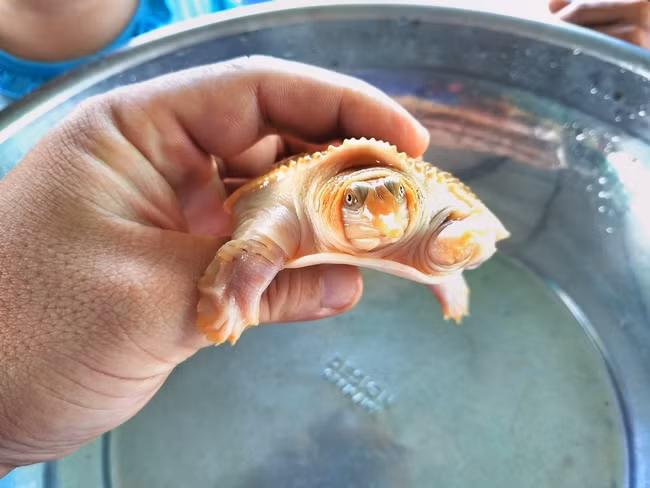 Phần đầu và chân có màu vàng nhạt.