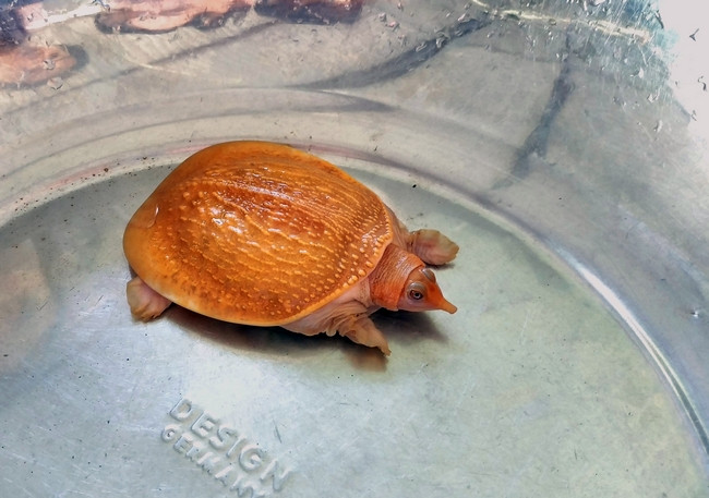 Cua đinh lớn nhanh, sau 9 tháng nuôi, con cua đinh đực nặng 150g, còn con cái nặng 100g.