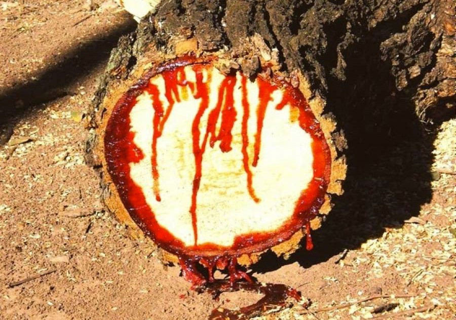 Máu rồng: "Máu" ở đây được chiết xuất từ nhựa một loài cây có tên là "máu rồng", giúp làn da căng mướt, mềm mại, giảm nhăn và còn bảo vệ làn da dưới các tác động có hại.