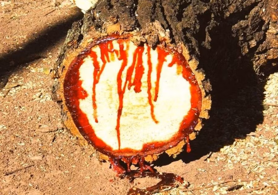 Máu rồng: "Máu" ở đây được chiết xuất từ nhựa một loài cây có tên là "máu rồng", giúp làn da căng mướt, mềm mại, giảm nhăn và còn bảo vệ làn da dưới các tác động có hại.