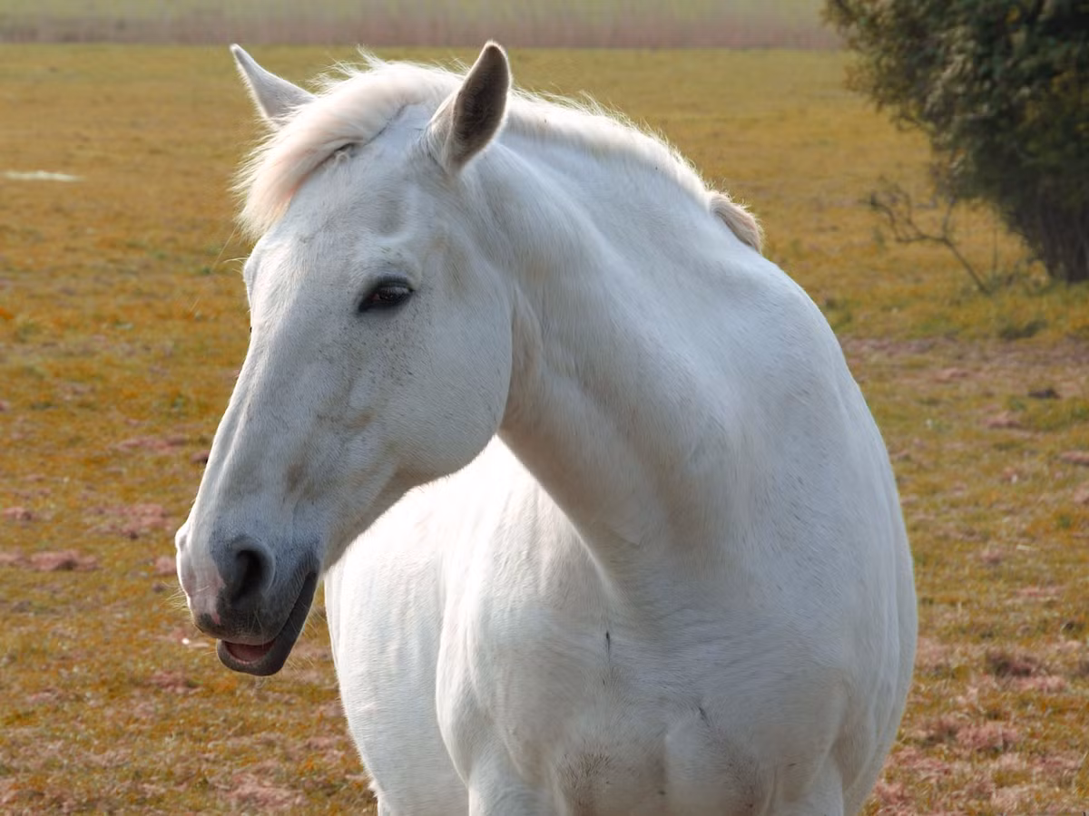 Mỡ ngựa: Trong mỡ ngựa có chứa nhiều axit béo tương hợp với da người, nên rất dễ thẩm thấu qua da và giúp phục hồi da. Không chỉ dưỡng ẩm, mỡ ngựa còn giúp phục hồi da do hư tổn từ mụn, thậm chí có thể làm mờ sẹo trên da, giảm thâm nám, tàn nhang.