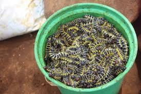 Sau khi bắt được những con sâu béo ngậy, người ta sẽ ép và lấy các thành phần bên trong của nó ra, thành phần này giống như một chất nhờn màu xanh nhạt.