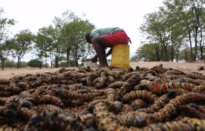 Kích cỡ trung bình của sâu bướm khi thu hoạch sẽ dài khoảng gần một bàn tay và to cỡ một điếu xì gà.