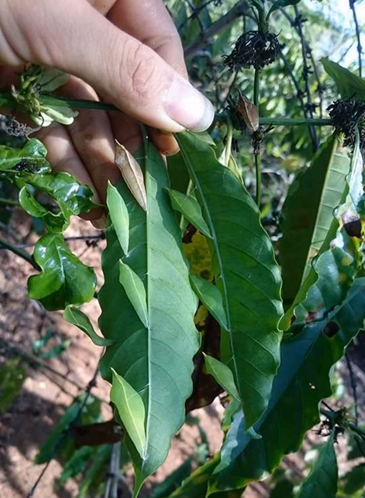 Vùng đất Tây Nguyên thường trồng nhiều cây muồng để cho cây tiêu bám. Những con sâu ăn lá muồng này không làm hại tới cây nên người dân nơi đây không phun thuốc hay diệt trừ mà chỉ sử dụng nó như món ăn đặc biệt.