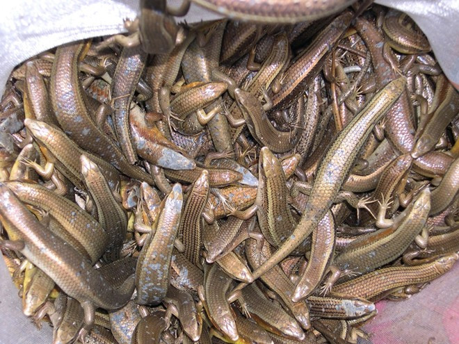 Toàn thân loài " rắn 4 chân" này phủ một lớp vảy màu đen óng ánh. Chúng thường bò trên nền đất, ngoài vườn tạp, thậm chí, nhiều khi xuất hiện cả trên vách lá trong nhà. Rắn mối có mũi và lưỡi rất nhạy bén để săn mồi, chúng chạy rất nhanh và có thể “hi sinh” cái đuôi để thoát thân khi gặp nguy hiểm. Ảnh: Internet.