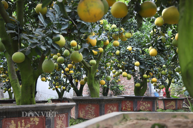 Để có vườn bưởi cảnh đẹp, dáng độc và sai quả thì chi phí đầu tư rất lớn, có lúc phải bỏ ra cả 2-3 tỷ để mua cây. “Làm nghề này cần phải có đam mê đặc biệt, phải có kỹ thuật chăm sóc và hiểu được đặc tính của cây. Nhiều khi mua cây về, mấy hôm cây chết coi như mất trắng”, anh Mến tâm sự.