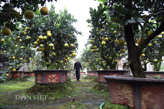 Tuy còn hơn một tháng nữa mới đến Tết Nguyên đán nhưng nhiều cây bưởi đã được đặt mua và gửi lại nhờ gia đình anh chăm sóc, chờ cận Tết mới chuyển về.