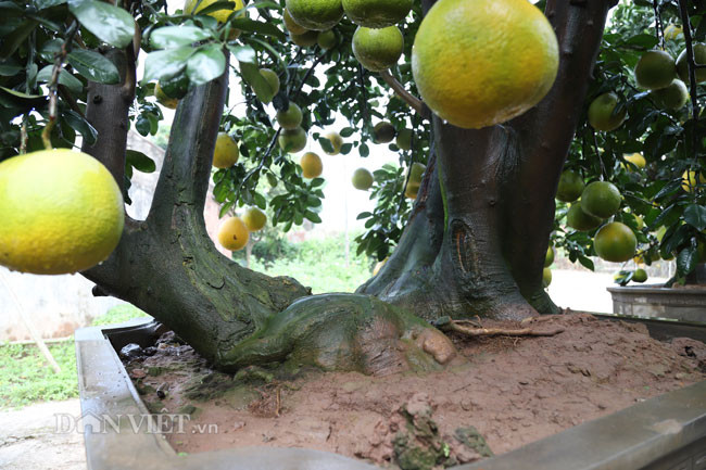 Năm nay có nhiều thế bưởi cổ thụ độc lạ như tình mẫu tử, phu thê hay quần tụ... gá bán dao động từ 30 triệu đồng tới 100 triệu đồng một cây. Đặc biệt có những cây siêu độc có giá trị lên tới gần 200 triệu đồng.