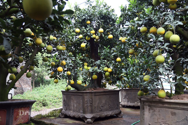 Có những cây bưởi trên 50 tuổi có giá gần 200 triệu đồng đang được chăm sóc chờ ngày khách hàng đến lấy. Anh Hoàng Văn Mến - chủ vườn bưởi cổ thụ này cho biết, cây bưởi hơn 50 năm tuổi được anh mua về và chăm sóc cũng được 5 năm. Đến vụ Tết Nguyên đán năm nay, cây bưởi này đã đạt độ đẹp nhất sau nhiều năm chăm sóc và đã có người đặt mua.