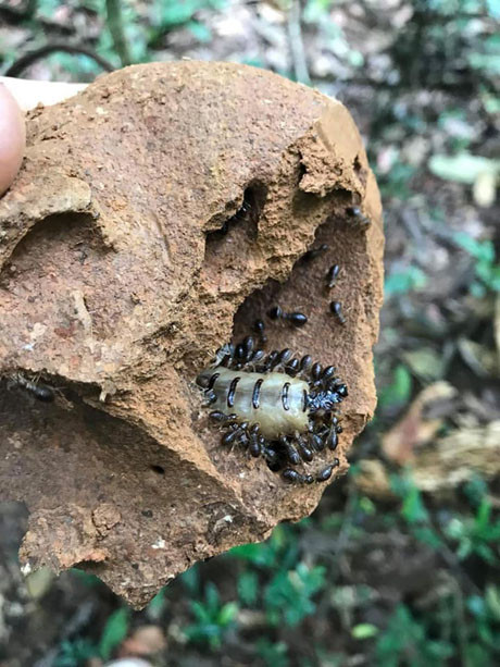 Theo thợ săn mối chúa ở huyện Văn Chấn (Yên Bái) tiết lộ: Đi rừng nhưng không phải ai cũng phát hiện được ổ mối. Khi phát hiện được ổ mối rồi thì phải biết hướng nào của tổ là nơi mối chúa nằm.