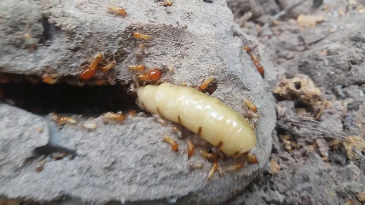 Người ta đồn rằng nếu ăn mối chúa có thể giúp bổ sung sinh lực, cải thiện chuyện “yêu” của các cặp vợ chồng. Thêm nữa, mối chúa cũng có tác dụng thần kỳ trong việc giúp tăng cường sinh lý cho cánh mày râu, giảm các triệu chứng xuất tinh sớm, mộng tinh hay di tinh, kéo dài thời gian cương dương.